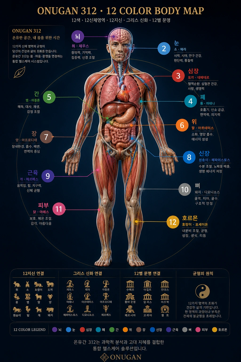 실제 인체 해부도에 12색 신체영역, 12지신, 그리스 신화와 12별 문명을 연결한 온유간 312 인체지도